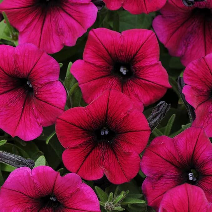 350+Annual Petunia Flower Seeds for Planting Outdoor-Perennial Petunia Plant Garden Home Non-GMO Heirloom