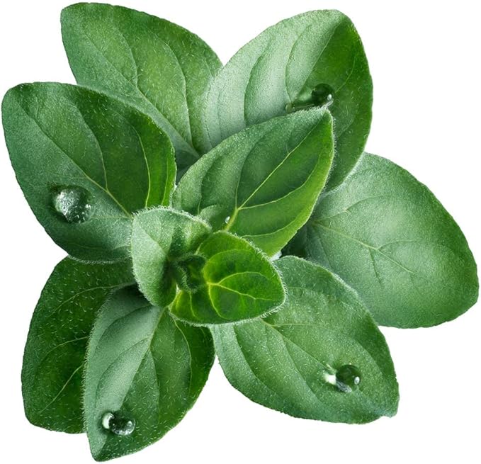 Greek Oregano Herb Seeds for Planting, 2500+ Seeds Per Packet, (Isla's Garden Seeds), Non GMO & Heirloom Seeds, Botanical Name: Origanum vulgare, Great Herb Garden Gift