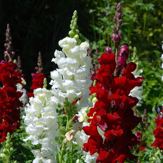 6000 Pcs Snapdragon Seeds for Planting Outdoor Garden, Snap Dragon Seeds for Planting Flowers, Pollinator-Friendly Color Mix, Annual Antirrhinum Majus
