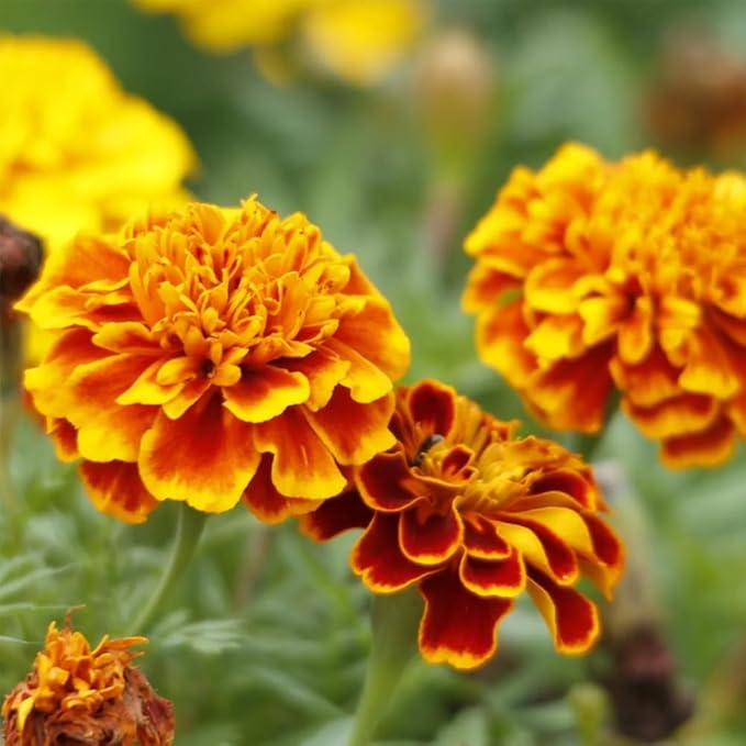 300+ Marigold Seeds for Planting Outdoors-French Marigolds Seeds-Non-GMO Heirloom Flowers Seed to Plant Perennial Flower Seed for Garden Outdoor