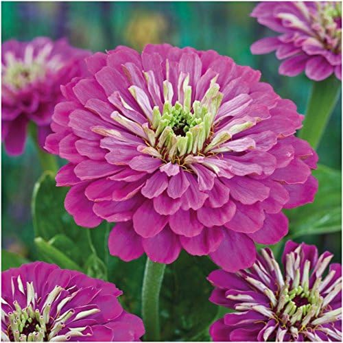 Seed Needs Zinnia Seeds for Planting Purple Prince Zinnias - Heirloom & Open Pollinated Wildflower Seed to Plant a Butterfly Garden - Great for Cut Flowers (1 Pack)