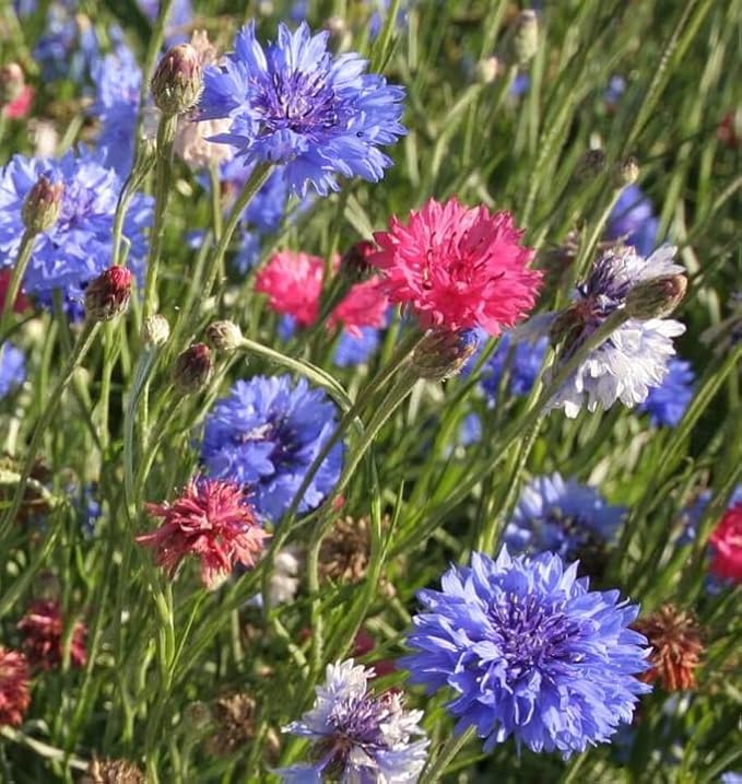 TomorrowSeeds - Cotton Candy Mix Tall Bachelor Button Seeds - 1000+ Count - for 2026 Planting Centaurea Multicolor Heirloom Tall Cornflower Flower Bouquet Edible Boutonniere Basket Corn Grow Your Own