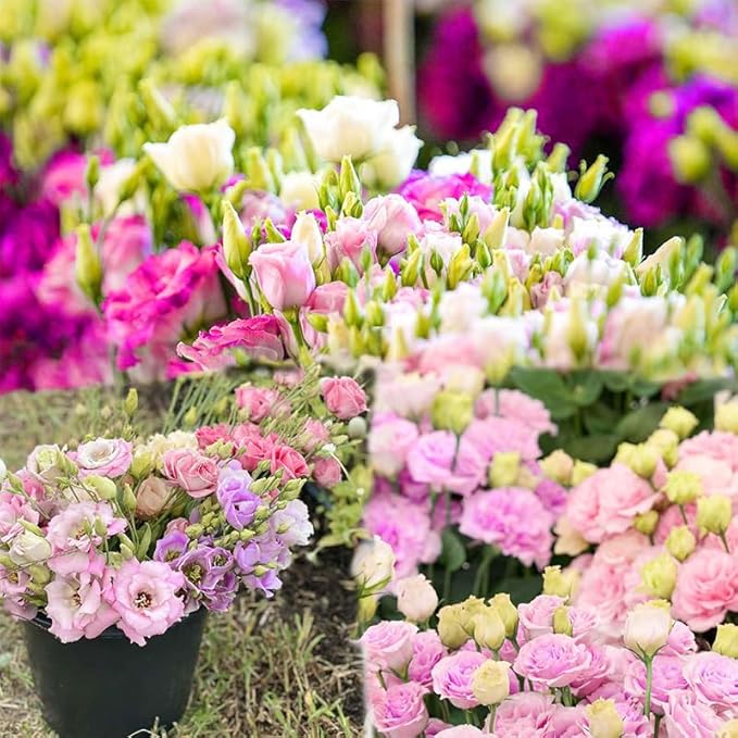 1200+ Mixed Lisianthus Seeds for Planting-Non-GMO Heirloom Plant Seeds Garden Outdoor-Fragrant, Attracts Bees and Butterflies