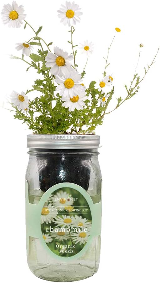 Hydroponic Herb Growing Kit, Self-Watering Mason Jar Herb Garden Starter Kit Indoor, Windowsill Herbs Garden, Grow Your Own Herbs from Organic Seeds (Chamomile)