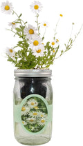 Hydroponic Herb Growing Kit, Self-Watering Mason Jar Herb Garden Starter Kit Indoor, Windowsill Herbs Garden, Grow Your Own Herbs from Organic Seeds (Chamomile)