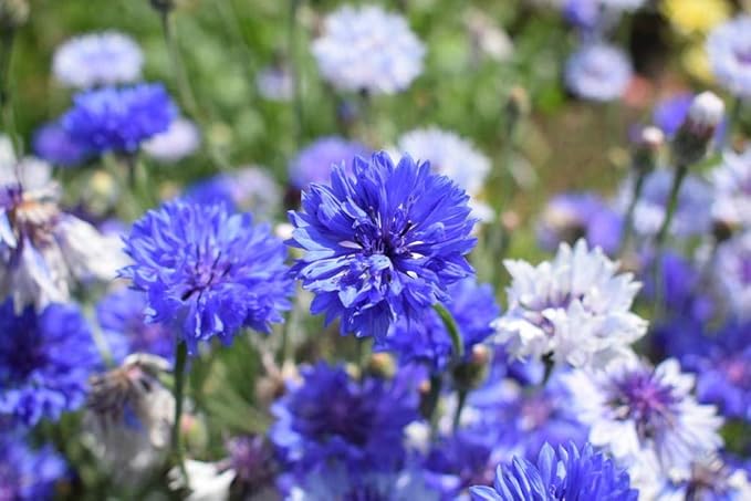 Wildflower Seeds Mixed, Perennial Flower Seeds fo Plating (1 Ounce 9000 Seeds)