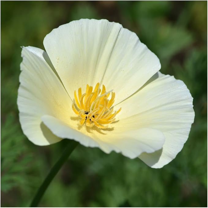 Seed Needs California Poppy Seeds for Planting White Linen Poppies - Heirloom & Open Pollinated Annual Wildflowers to Attract Pollinators to a Butterfly Garden (1 Pack)