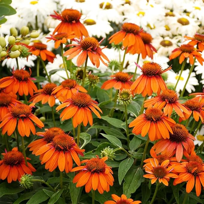 200+ Perennial Mix Echinacea Coneflower Seeds for Planting-Rare Non-GMO Plant Flower Seeds