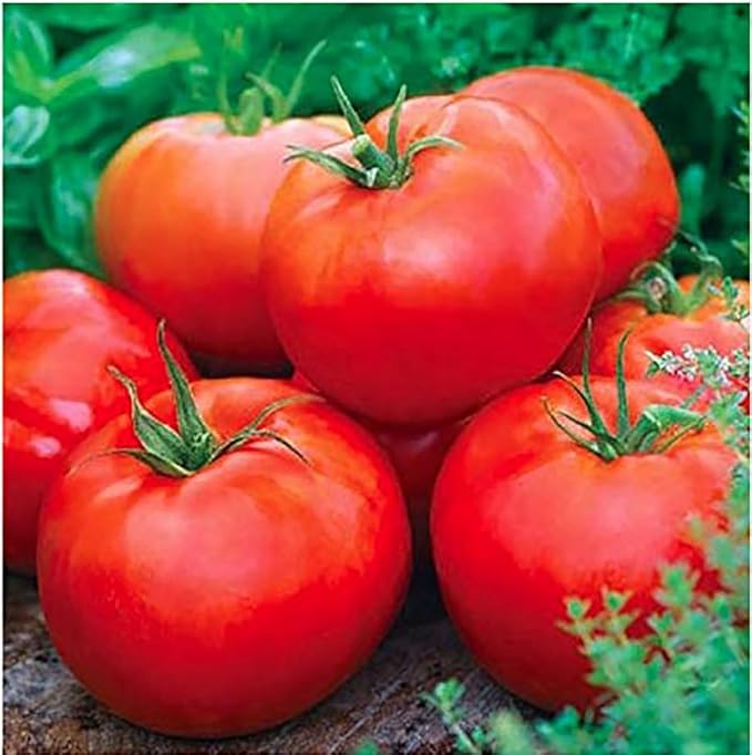 Ace 55 Heirloom Tomato Seeds for Planting Outdoors - 100 Fresh Seeds - Large Beefsteak Tomatoes - Determinate, Low-Acid - Grown in The USA