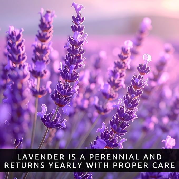 Lavender Seeds for Planting – Heirloom Non-GMO Lavender Flower Seeds – High Germination Rate – Fragrant Purple Perennial Herb for Garden, Indoor & Outdoor Growing (6,000 Seeds)