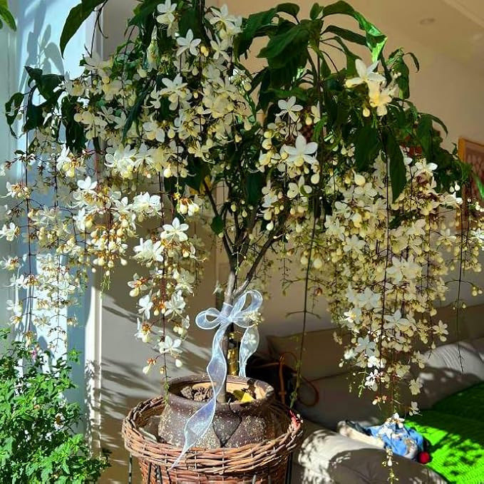 Climbing Weeping Jasmine Seeds for Planting, 300+pcs Fragrant Climber Jasmine Perennial Flower Seeds Plants, Heirloom Non-GMO Beauty Climbing Flowers for Home Garden Outdoors