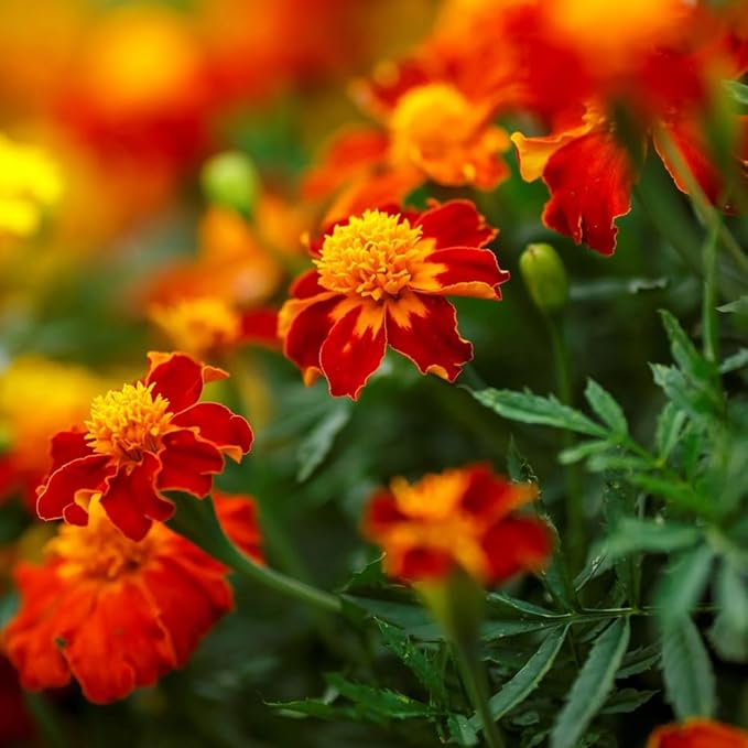 300+ Marigold Seeds for Planting Outdoors-French Marigolds Seeds-Non-GMO Heirloom Flowers Seed to Plant Perennial Flower Seed for Garden Outdoor