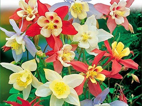 200 Columbine McKana Giants Flower Seeds, Perennial Colorful Attracts Bees and Hummingbirds from USA Aquilegia caerulea
