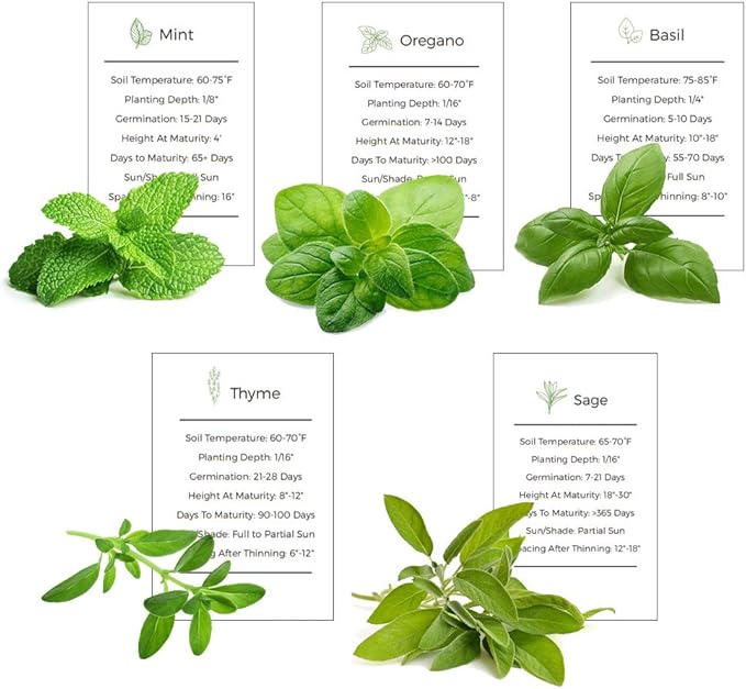 Herb Garden Seeds Collection - 5 Culinary Herb Seeds Pack - Organic Basil, Mint, Oregano, Sage and Thyme Seeds, Heirloom Non-GMO Seeds for Planting
