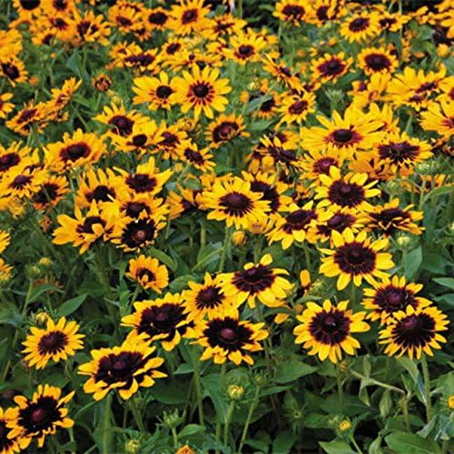 Park Seed Denver Daisy Rudbeckia Seeds, A Twist on The Black-Eyed Susan, Pack of 25 Seeds