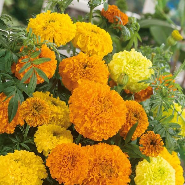 Premium Marigold Mix Seeds (1000 Count) - Hardy Annual Flower Seeds, Long-Blooming Ornamental for Garden Beds, Pots, Patios