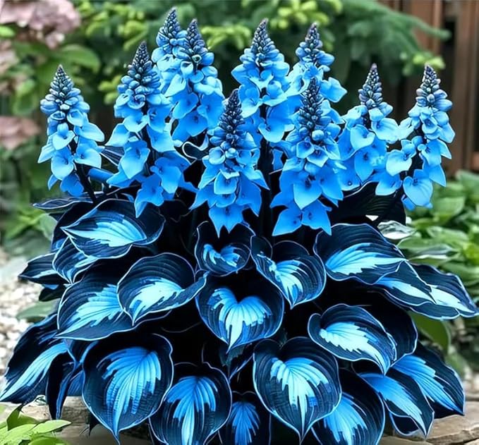 340+ USA PERMIUM Giant Hosta Flower Seed for Planting Outdoors-Non GMO Heirloom Shade Garden Flowers Open Pollinated