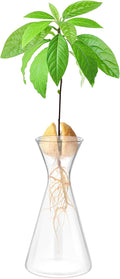 Haoideo Avocado Seed Sprout Starter Vase Planter Pot Glass Avocado Tree Plant Growing Vase Kit Indoor Home Decor Hydroponic Tabletop flower Pot for Plant Lover
