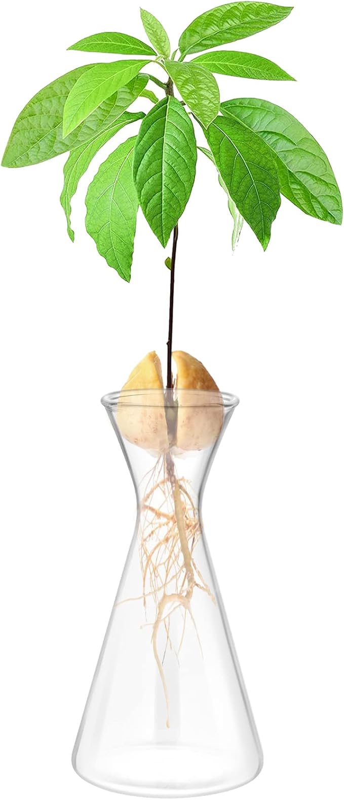 Haoideo Avocado Seed Sprout Starter Vase Planter Pot Glass Avocado Tree Plant Growing Vase Kit Indoor Home Decor Hydroponic Tabletop flower Pot for Plant Lover