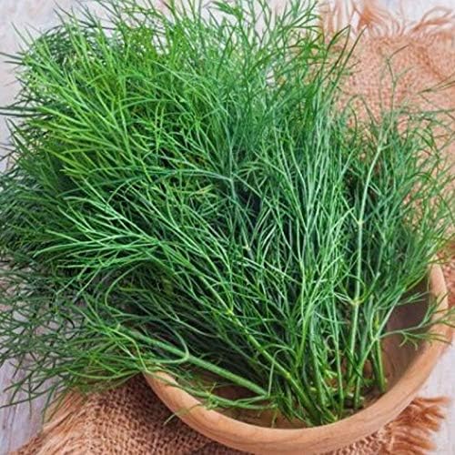 Seeds Dill Bush Type Heirloom Vegetable for Planting Non GMO