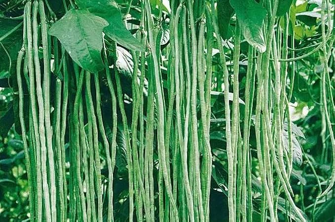 2026 Early Bird-Yardlong Pole Bean Seeds for Planting Vegetables and Fruits-Chinese Yard Long Beans豇豆.Non GMO Heirloom Seed for Home Vegetable Garden-6g(30ct+) Veggie Seeds Oriental Asparagus Bean