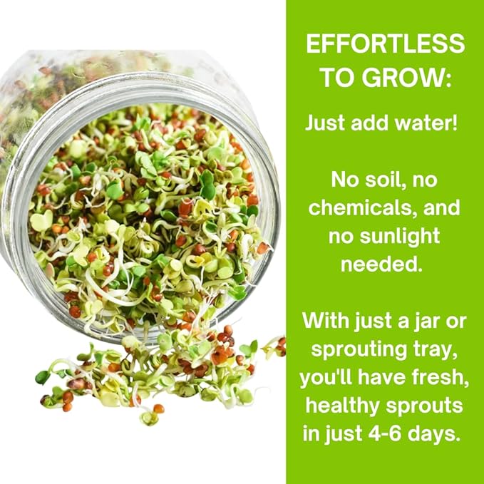ZestiGreens Sprouting Seed Sampler – 5 Top Varieties (1 Pack Each, 11 g) | Broccoli, Alfalfa, Mung Bean, Clover & Daikon Radish | High-Germination, Perfect for Jars & Trays
