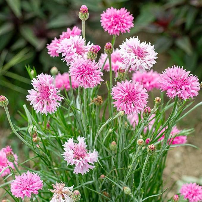 3200+ Mix Cornflower Seeds for Planting-Non-GMO Heirloom Plant Seeds Garden Outdoor