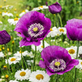 4200+ Purple Poppy Flower Seeds for Planting-Heirloom Non-GMO Seeds,Colorful Blooming Garden Flowers