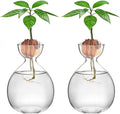 2PCS Avocado Vase Grow Glass Bulb Vases Acorn Seed Starter Vase Avocados Pit Planter Pot for Gardening Lover Indoor Hydroponics