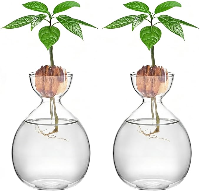 2PCS Avocado Vase Grow Glass Bulb Vases Acorn Seed Starter Vase Avocados Pit Planter Pot for Gardening Lover Indoor Hydroponics