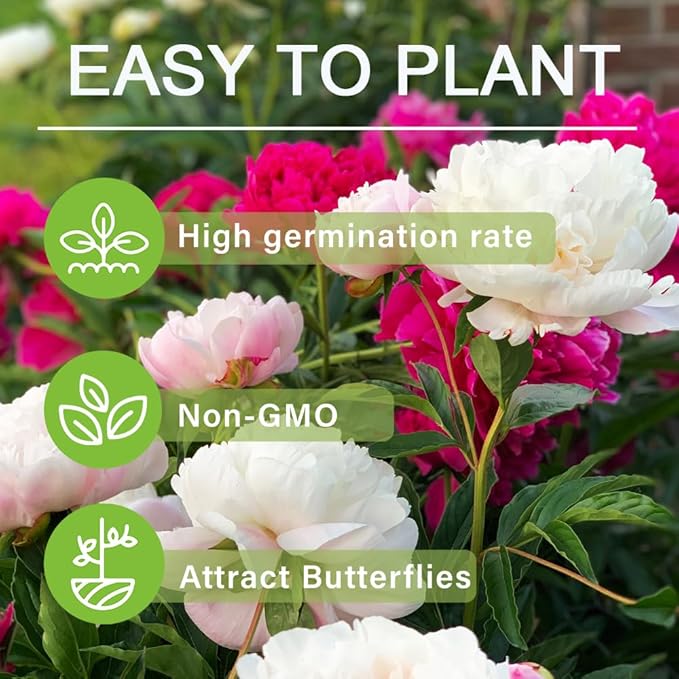 300+ Perennial Peony Flower Seeds for Planting Outdoor-Attracts Bees&Butterflies Fragrant Butterfly Non-GMO Heirloom Seeds