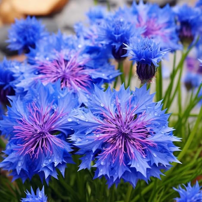 100pcs Cornflower Seeds for Planting Heirloom Non-GMO Bachelor's Button, Vibrant Wildflower Pollinator-Friendly Garden Flower for Beds, Borders & Meadow Landscaping