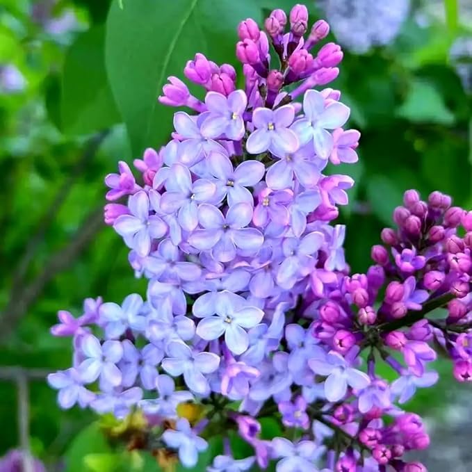200 Mixed Lilac Seeds Perennial Fragrant Blooms - Heirloom Ornamental Shrub, High Germination & Aromatic Flowers, Perfect for Patio