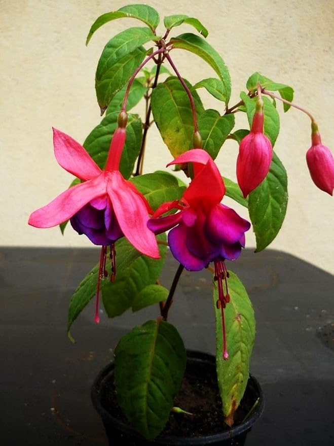 Mixed Fuchsia Flower Seeds Perennial Home Bonsai 100 Pcs Seeds