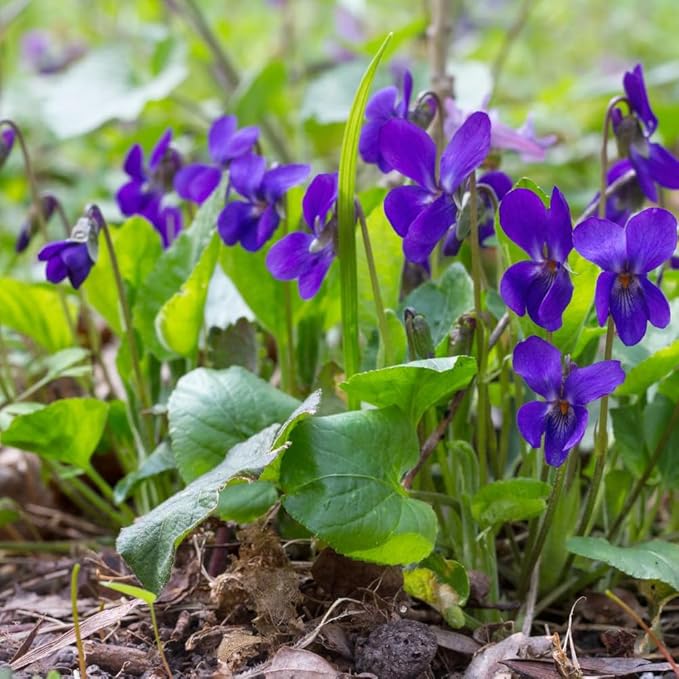 1000+ Viola Seeds -Sweet Violet Flower Seeds for Planting Outdoors,Perennial Viola Violets Flower Seed Non-GMO Fragrant Attract Butterflies & Open Pollinated for Home Garden