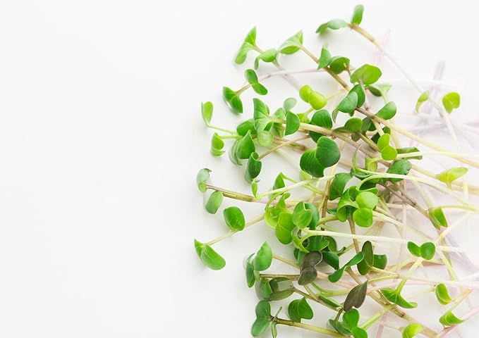 Food to Live Organic Arugula Sprouting Seeds, 4 Ounces - Non-GMO, Kosher, Great for Sprouting and Planting, High Germination Rate, Vegan Superfood, Bulk, Grow Amazing Sprout, Sirtfood
