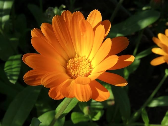 Medicinal Herb and Flower Set - 12 Varieties of Non-GMO & Heirloom Flowers and Herbs - Basil, Cilantro, Calendula, Lavender, Sage, & More!