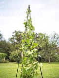 Gardeners Supply Company Extra Tall Garden Teepee Trellis | Sturdy Plant Support for Peas, Beans, Squash, and Other Garden Climbing Vine Plants | Quick and Easy Setup - 87" H