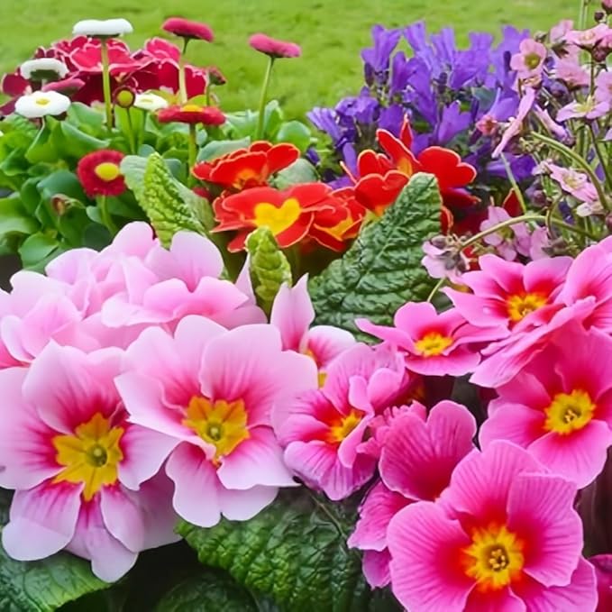 Primula Seeds 200PCS– Vibrant Perennial Flower Seeds for Planting | Early Spring Blooms, Shade-Tolerant, Perfect for Borders, Containers & Rock Gardens