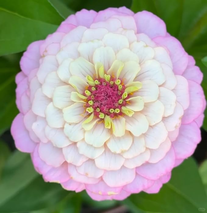 50 Zinnia Flower Seeds for Planting, Perennial Zinnia Flower Seed, Non-GMO Heirloom Zinnias Seeds for Home Garden Outdoor