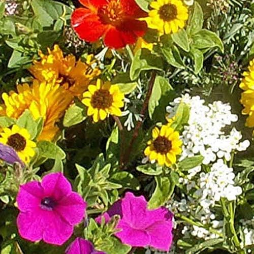 Outsidepride Sunburst Short Seed Mix - 1 lb. Annual, Easy to Grow & Pollinator Friendly, Wildflower Seeds for Planting w/Vibrant Low-Growing Flowers, Ideal for Ground Cover & Erosion Control