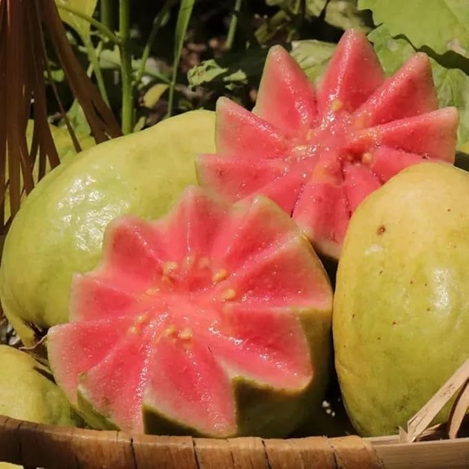 100+ Organic Pink Guava Seeds for Planting,Psidium Guajava Seeds Non-GMO Heirloom,Tropical Fruit Seed Vitamin C Rich Exotic and Delicious Fruits for Garden Home Outdoor