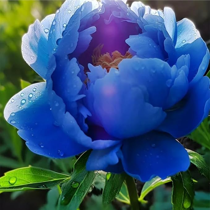 100+ Double Mixed Peonies Seeds for Planting Outdoors,Premium Peony Seeds Non-GMO Heirloom Perennial Flower,Peony Flowers Seed with Ruffled Blooms Garden Home