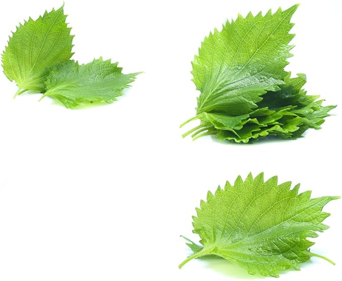 Shiso Seeds, Pack of 1500+ Perilla Seeds for Planting