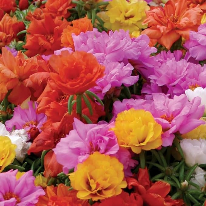 10,000+ Moss Rose Seeds – Heirloom Portulaca Seeds – Easy to Grow, Fast-Growing Annual Flower – Mixed Colors – Drought Tolerant, Non-GMO Ground Cover for Garden Landscaping