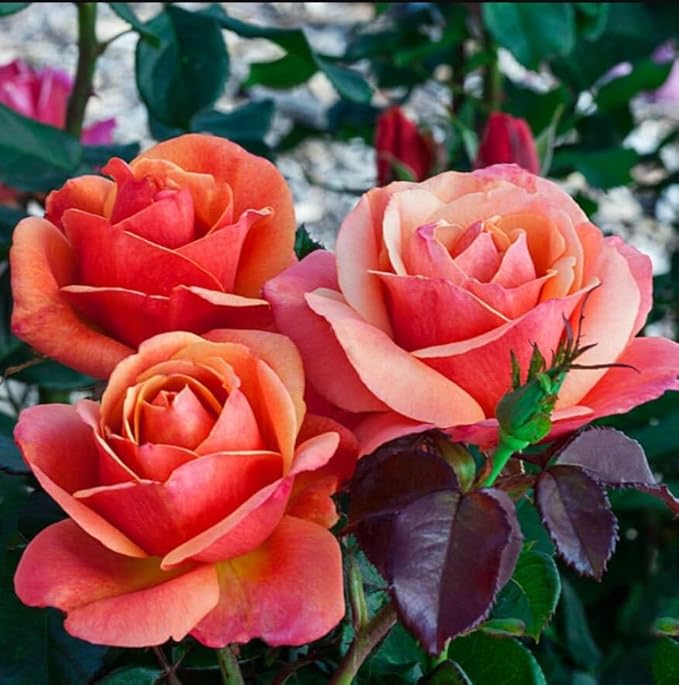 300+ Mixed Climbing Rose Seeds for Planting Outdoors-Hybrid Rare Rose Flower Seeds to Plant,Non-GMO Heirloom Home Great Garden Vine Home Landscape
