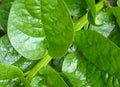 Malabar Spinach (Green Stem Variety) - Excellent for stir-Fry Cooking or RAW(200 - Seeds)