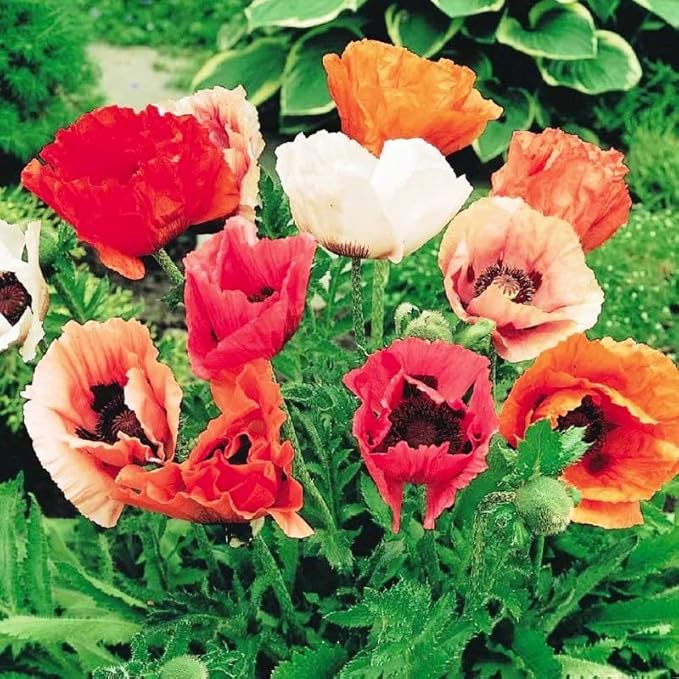 Seeds Oriental Poppy Mix Papaver Perennial Flowers for Planting 1000 Seeds