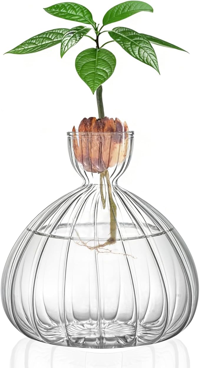 Large Avocado Vase Grow Glass Bulb Vases Striped Acorn Seed Starter Vase Avocados Pit Planter Pot for Gardening Lover Indoor Hydroponics