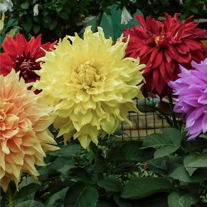 300+ Mix Dahlia Seeds for Planting - Rare Dahlia Pompon Flower Seeds -Dahlias Seed Variabilis Beautiful Annual for Outdoor Garden